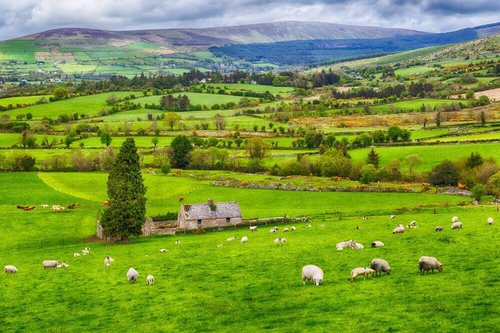 Irish Spring Celebrations