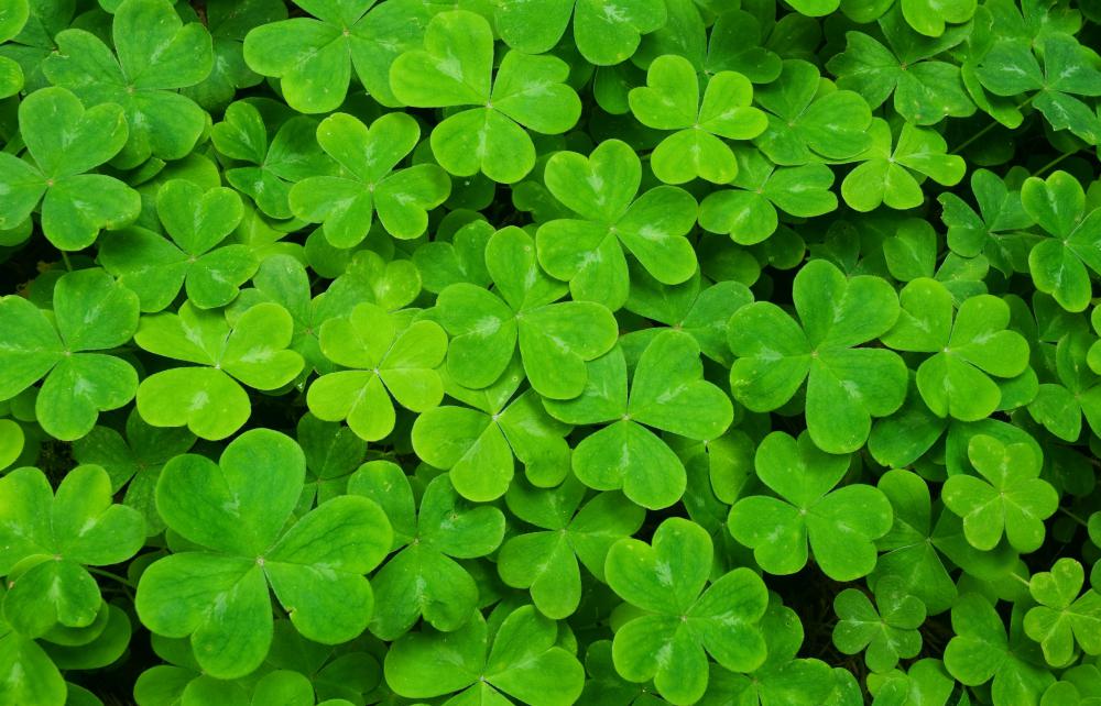 St. Patrick's Day trivia questions and answer - symbols